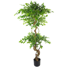 Botanik Japanese Fruticosa Ficus Artificial Tree with Twisted Trunk in Black Metal Planter 5ft - Size: 10 x 60 x 60cm - Green - Wilko - thumbnail 4
