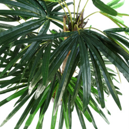 Botanik Raphis Palm Artificial Tree in Pot 3ft - Size: 100 x 80 x 80cm - Green - Wilko - thumbnail 3