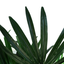 Botanik Raphis Palm Artificial Tree in Pot 3ft - Size: 100 x 80 x 80cm - Green - Wilko - thumbnail 4
