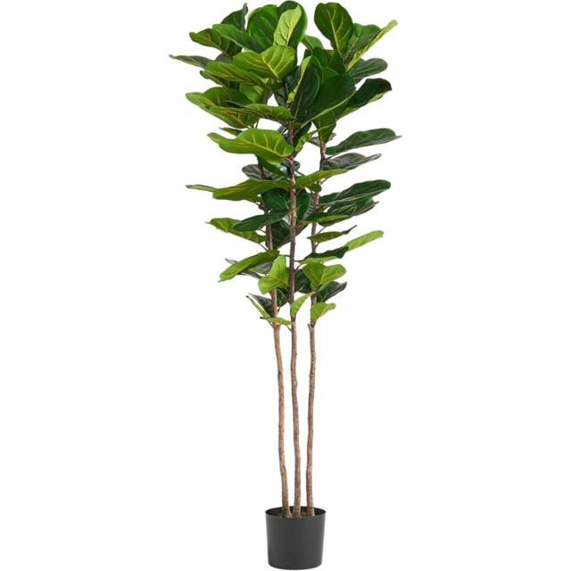 Botanik Fiddle Fig Artificial Tree in Pot 6ft - Size: 180 x 70 x 70cm - Green - Wilko - image 1