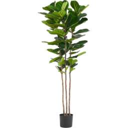 Botanik Fiddle Fig Artificial Tree in Pot 6ft - Size: 180 x 70 x 70cm - Green - Wilko - thumbnail 1