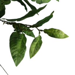 Leaf Ficus Foliage Artificial Stem 90cm 6 Pack - Size: 90 x 30 x 10cm - Green - Wilko - thumbnail 5