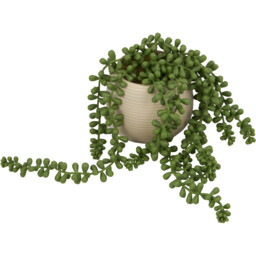 String of Pearls in Ribbed Pot - Green - Wilko - thumbnail 6