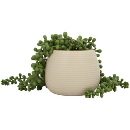 String of Pearls in Ribbed Pot - Green - Wilko