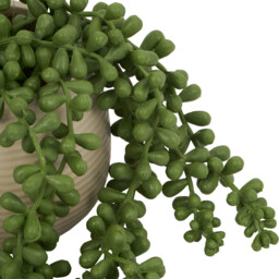 String of Pearls in Ribbed Pot - Green - Wilko - thumbnail 5