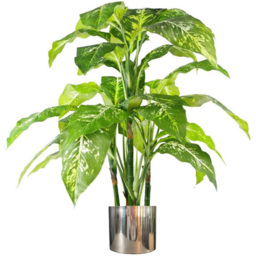 Botanik Spotted Aglaonema Artificial Plant in Silver Metal Planter 3.3ft - Size: 100 x 70 x 70cm - Green - Wilko - thumbnail 1