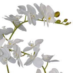 Leaf Soft White Orchid 3 Stems Artificial Plant Pot 65cm - Size: 65 x 40 x 40cm - Wilko - thumbnail 4