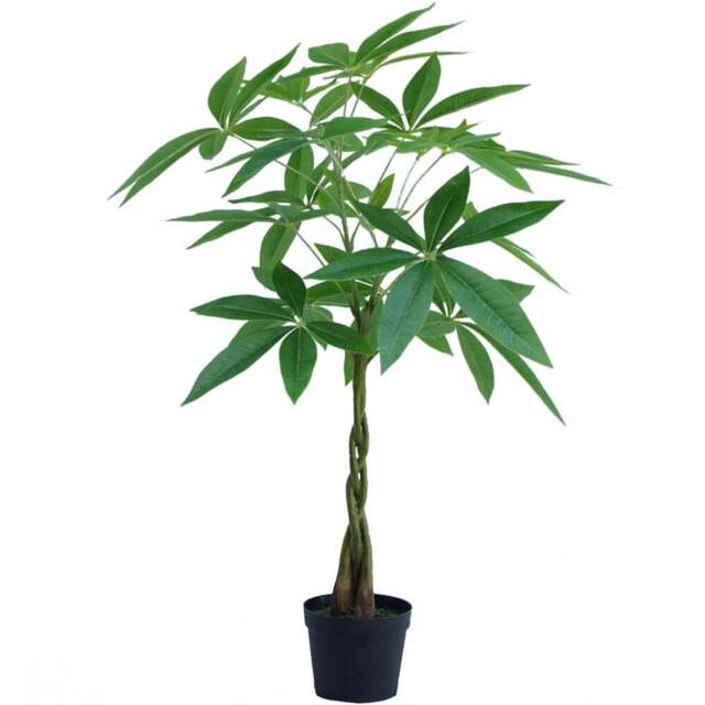 Botanik Pachira Money Tree Artificial Plant in Pot 2ft - Size: 70 x 50 x 50cm - Green - Wilko - image 1