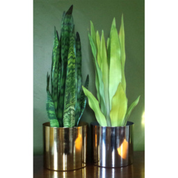 Botanik Polished Gold Finish Metal Planter 20 x 18cm - Size: 18 x 20 x 20cm - Wilko - thumbnail 3