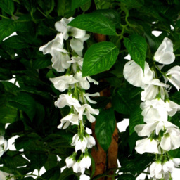 Leaf White Flowers Wisteria Artificial Tree in Pot 130cm - Size: 130 x 70 x 70cm - Green - Wilko - thumbnail 4