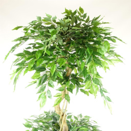 Leaf Fruticosa Ficus Triple Ball Topiary Artificial Tree in Pot 180cm - Size: 180 x 70 x 70cm - Green - Wilko - thumbnail 4