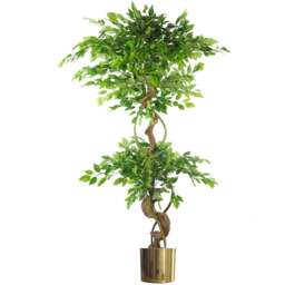 Botanik Japanese Fruticosa Ficus Artificial Tree with Twisted Trunk in Gold Metal Planter 5ft - Size: 150 x 60 x 60cm - Green - Wilko