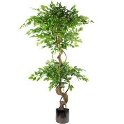 Botanik Japanese Fruticosa Ficus Artificial Tree with Twisted Trunk in Rainbow Metal Planter 5ft - Size: 150 x 60 x 60cm - Green - Wilko - thumbnail 1