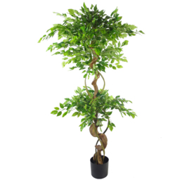 Botanik Japanese Fruticosa Ficus Artificial Tree with Twisted Trunk in Rainbow Metal Planter 5ft - Size: 150 x 60 x 60cm - Green - Wilko - thumbnail 4