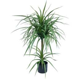 Botanik Double Dracaena Artificial Plant in Pot 3ft - Size: 90 x 60 x 60cm - Green - Wilko - thumbnail 1