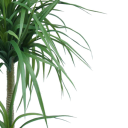 Botanik Double Dracaena Artificial Plant in Pot 3ft - Size: 90 x 60 x 60cm - Green - Wilko - thumbnail 3