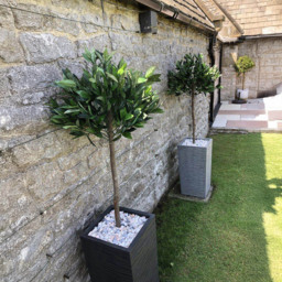 Leaf Artificial Bay Laurel Ball Topiary Tree with Natural Trunk 120cm - Size: 120 x 45 x 45cm - Green - Wilko - thumbnail 3