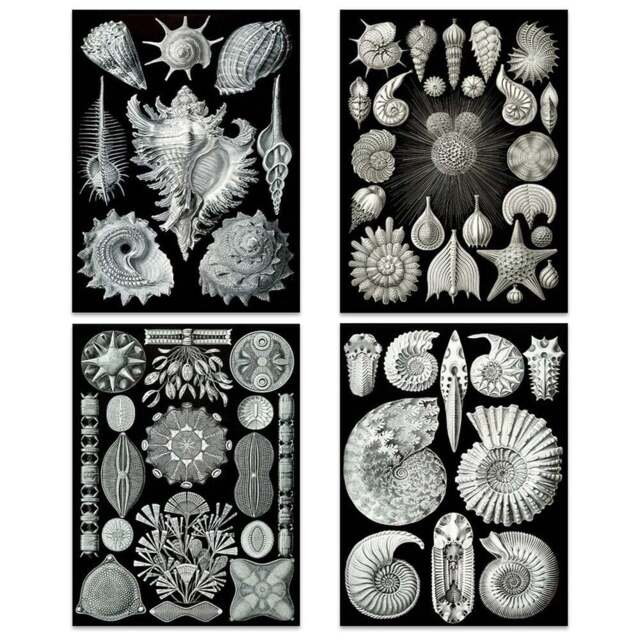 Artery8 Vintage Ernst Haeckel Sea Shells Wall Art Print 30 x 41cm 4 Pack - Size: 40.5 x 30.5 x 0.3cm - Black - Wilko - image 1
