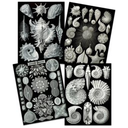 Artery8 Vintage Ernst Haeckel Sea Shells Wall Art Print 30 x 41cm 4 Pack - Size: 40.5 x 30.5 x 0.3cm - Black - Wilko - thumbnail 4