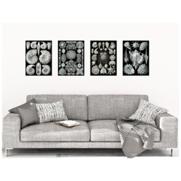 Artery8 Vintage Ernst Haeckel Sea Shells Wall Art Print 30 x 41cm 4 Pack - Size: 40.5 x 30.5 x 0.3cm - Black - Wilko - thumbnail 3