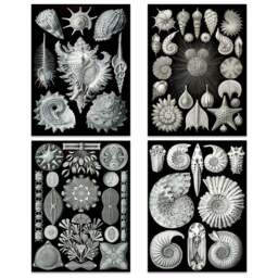 Artery8 Vintage Ernst Haeckel Sea Shells Wall Art Print 30 x 41cm 4 Pack - Size: 40.5 x 30.5 x 0.3cm - Black - Wilko - thumbnail 1