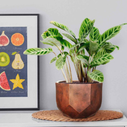 wilko Geometry Style Bronze Round Indoor Plant Pot 17cm - Instadecor - thumbnail 3