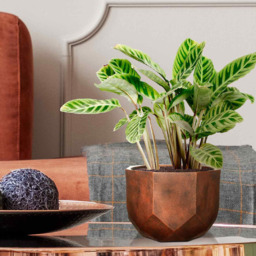 wilko Geometry Style Bronze Round Indoor Plant Pot 17cm - Instadecor - thumbnail 6