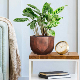 wilko Geometry Style Bronze Round Indoor Plant Pot 17cm - Instadecor - thumbnail 7
