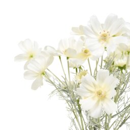Cosmos Vase Arrangement White - Size: 15 x 45 x 13 cm - Wilko - thumbnail 4