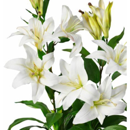 Leaf White Stargazer Lilly Artificial Plant in Plastic Pot 3ft - Size: 90 x 40 x 40cm - Wilko - thumbnail 4