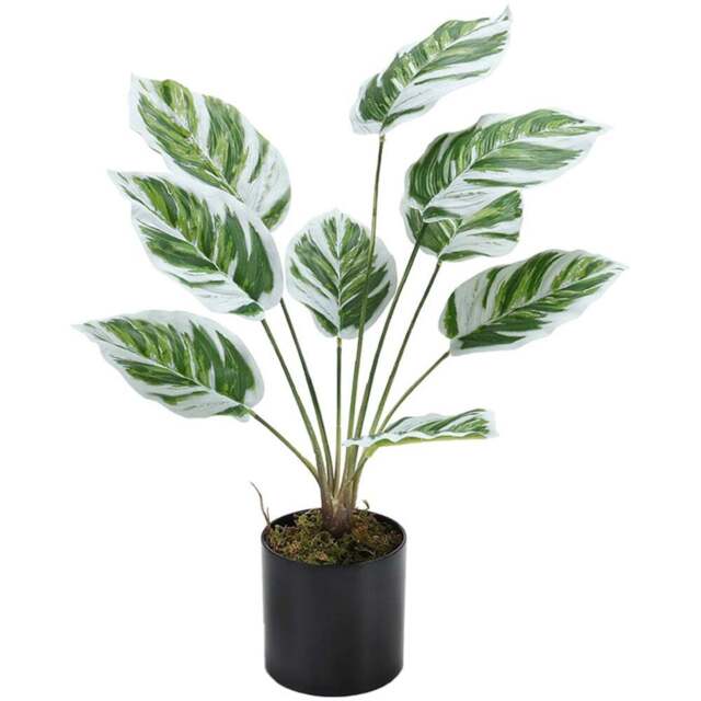 Living and Home Calathea White Fusion Potted Artificial Plant 54.5cm - Size: 6.3 x 10.5 x 54.5cm - Black - Wilko - image 1