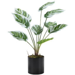 Living and Home Calathea White Fusion Potted Artificial Plant 54.5cm - Size: 6.3 x 10.5 x 54.5cm - Black - Wilko - thumbnail 3