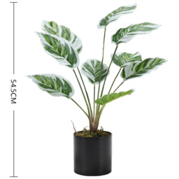 Living and Home Calathea White Fusion Potted Artificial Plant 54.5cm - Size: 6.3 x 10.5 x 54.5cm - Black - Wilko - thumbnail 4