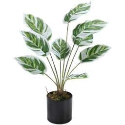 Living and Home Calathea White Fusion Potted Artificial Plant 54.5cm - Size: 6.3 x 10.5 x 54.5cm - Black - Wilko