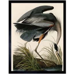 Artery8 Audubon Great Blue Heron Painting Framed Wall Art Print 30 x 41cm - Size: 43.3 x 33.3 x 1.5cm - Multi - Wilko - thumbnail 1