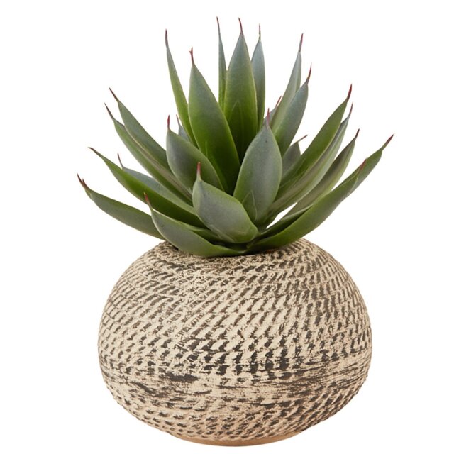 Aloe in Textured Pot - Green and Cream - Wilko - image 1