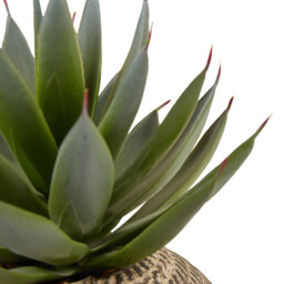 Aloe in Textured Pot - Green and Cream - Wilko - thumbnail 3
