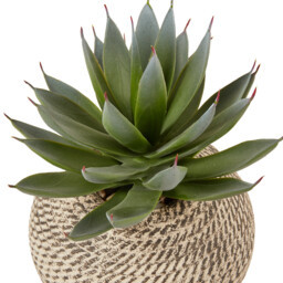 Aloe in Textured Pot - Green and Cream - Wilko - thumbnail 5