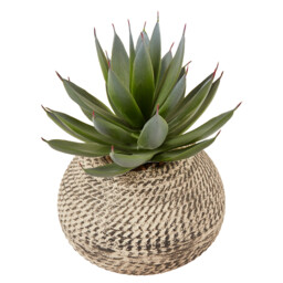 Aloe in Textured Pot - Green and Cream - Wilko - thumbnail 4