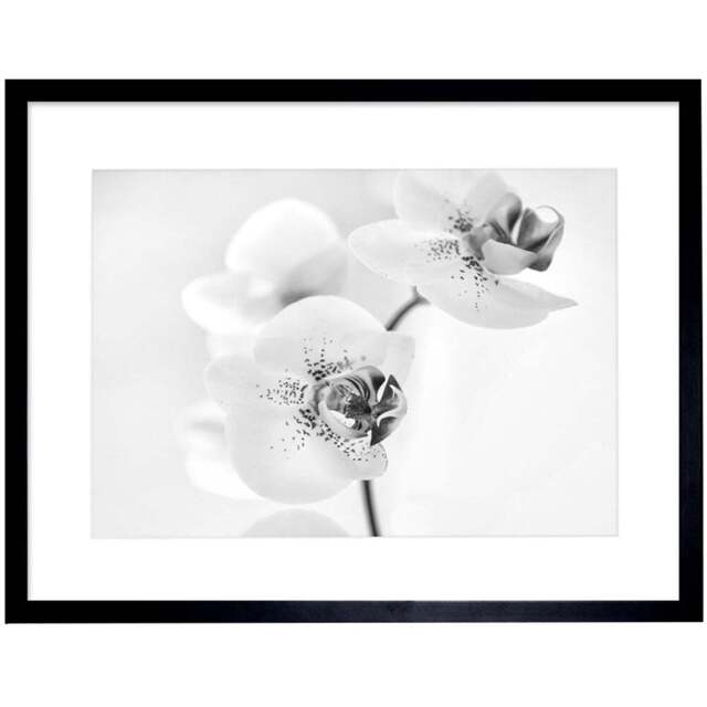 Wee Blue Coo Black and White Orchid Flower Photo Framed Wall Art Print 30 x 41cm - Size: 43.3 x 33.3 x 1.5cm - Wilko - image 1