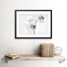 Wee Blue Coo Black and White Orchid Flower Photo Framed Wall Art Print 30 x 41cm - Size: 43.3 x 33.3 x 1.5cm - Wilko - thumbnail 3
