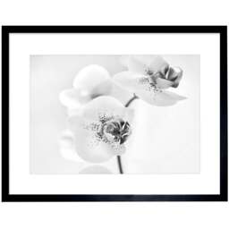 Wee Blue Coo Black and White Orchid Flower Photo Framed Wall Art Print 30 x 41cm - Size: 43.3 x 33.3 x 1.5cm - Wilko - thumbnail 1