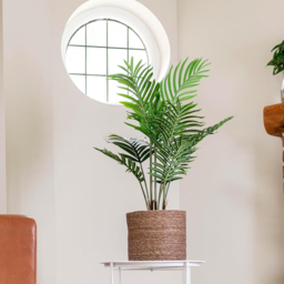 Garden Gear Artificial Palm Tree in Pot 90cm - Size: 90 x 17 x 17cm - Green - Thompson & Morgan - Wilko - thumbnail 6