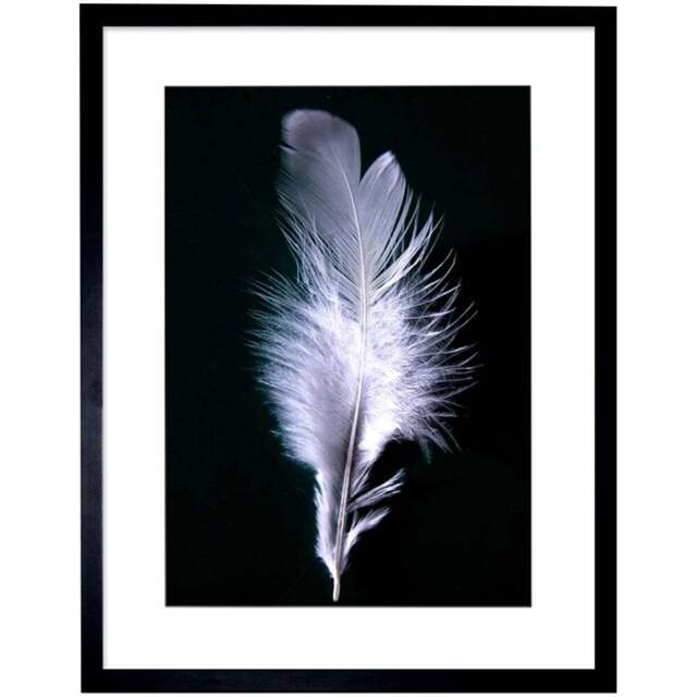 Wee Blue Coo Black and White Photo Bird Feather Framed Wall Art Print 30 x 41cm - Size: 43.3 x 33.3 x 1.5cm - Wilko - image 1