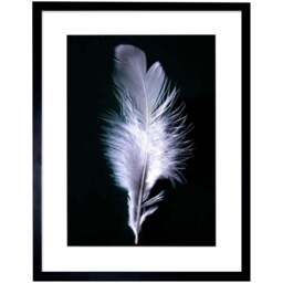Wee Blue Coo Black and White Photo Bird Feather Framed Wall Art Print 30 x 41cm - Size: 43.3 x 33.3 x 1.5cm - Wilko - thumbnail 1
