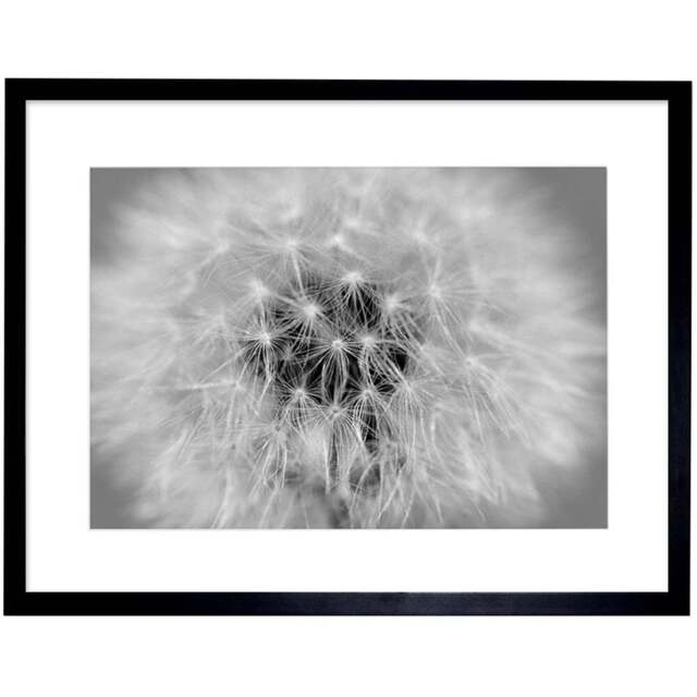 Wee Blue Coo Photo Black and White Dandelion Seeds Framed Wall Art Print 30 x 41cm - Size: 43.3 x 33.3 x 1.5cm - Grey - Wilko - image 1