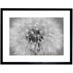 Wee Blue Coo Photo Black and White Dandelion Seeds Framed Wall Art Print 30 x 41cm - Size: 43.3 x 33.3 x 1.5cm - Grey - Wilko - thumbnail 1