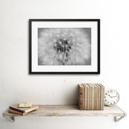 Wee Blue Coo Photo Black and White Dandelion Seeds Framed Wall Art Print 30 x 41cm - Size: 43.3 x 33.3 x 1.5cm - Grey - Wilko - thumbnail 3