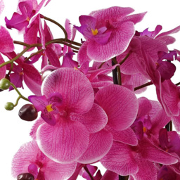 Botanik Purple Orchid Artificial Tree in Gold Ceramic Planter 60cm - Size: 60 x 40 x 40cm - Pink - Wilko - thumbnail 3