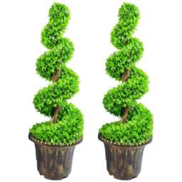 Leaf Artificial Green Large Leaf Spiral Topiary Trees with Decorative Planters 90cm 2 Pack - Size: 90 x 35 x 35cm - Wilko - thumbnail 1